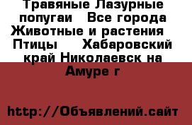 Травяные Лазурные попугаи - Все города Животные и растения » Птицы   . Хабаровский край,Николаевск-на-Амуре г.